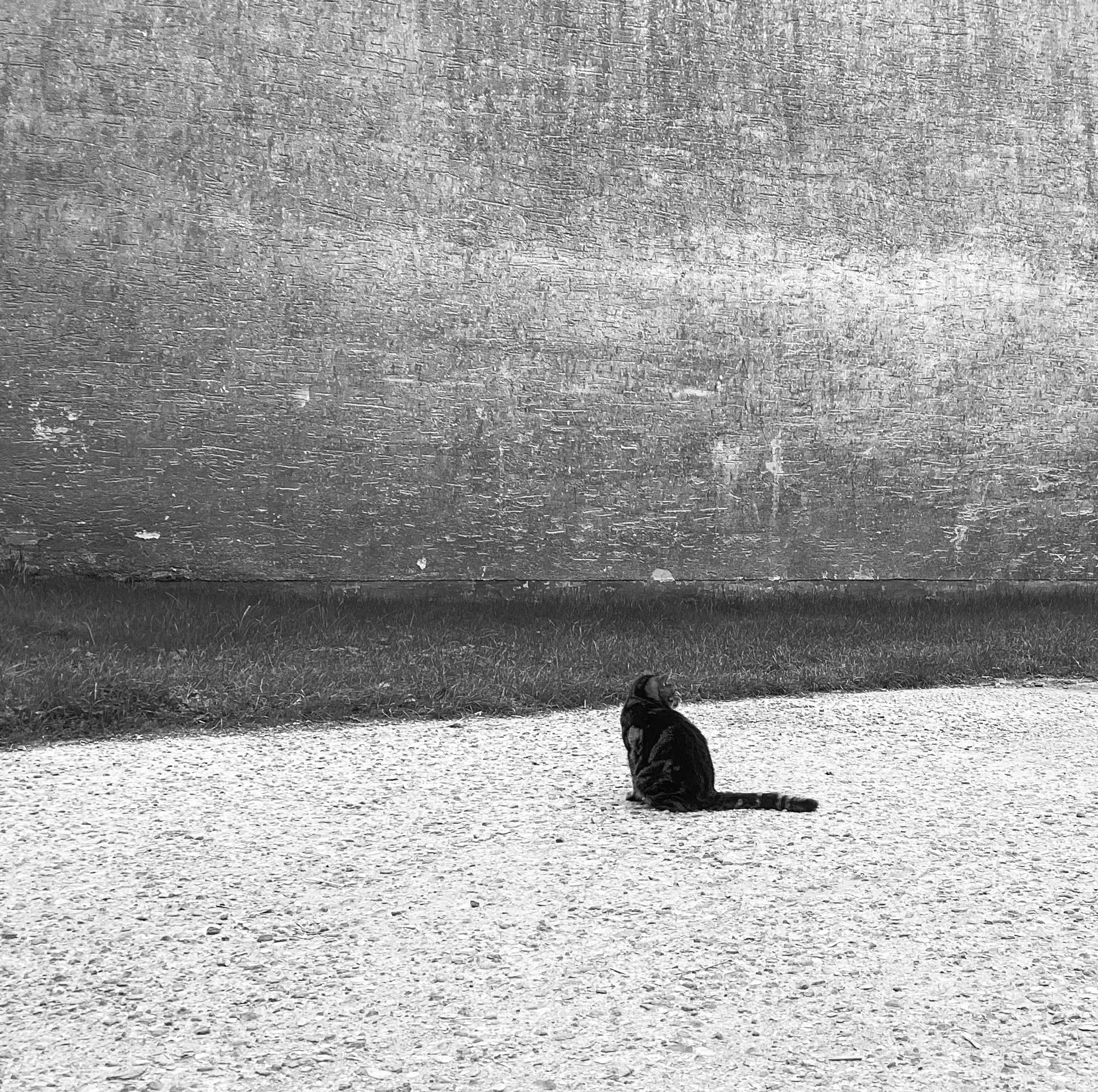 Eine Katze sitzt ihrem Rücken der Fotografien zu gewandt auf einem Hof. Schwarzweiß Aufnahmen