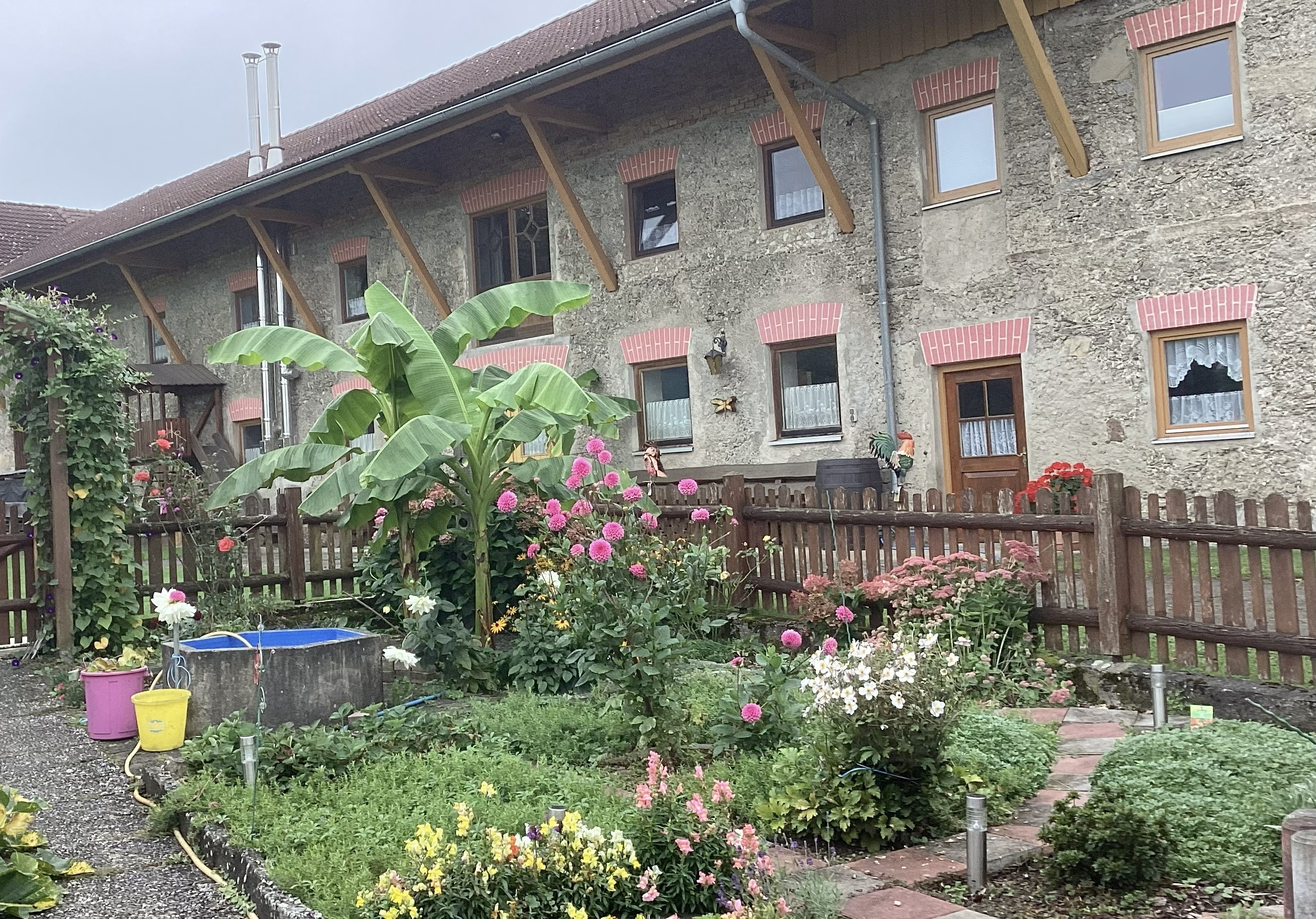 Hausgarten eines bayerischen Bauernhofs mit Bananenpflanze. 