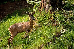 Die Natur liegt gleich vor der Tür. Manchmal schauen auch Wildtiere, wie hier ein Reh, auf dem Geländes des Schullandheims vorbei.